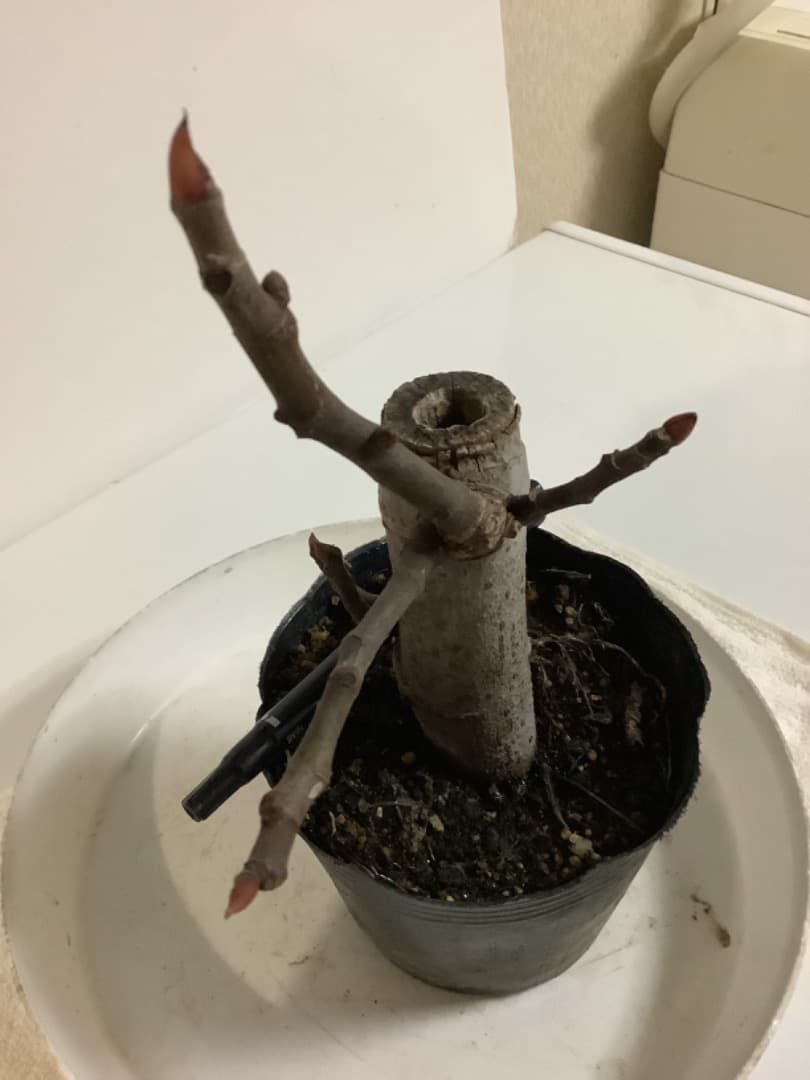 ビオレソリエス(黒いダイヤ)イチジク苗【現品】