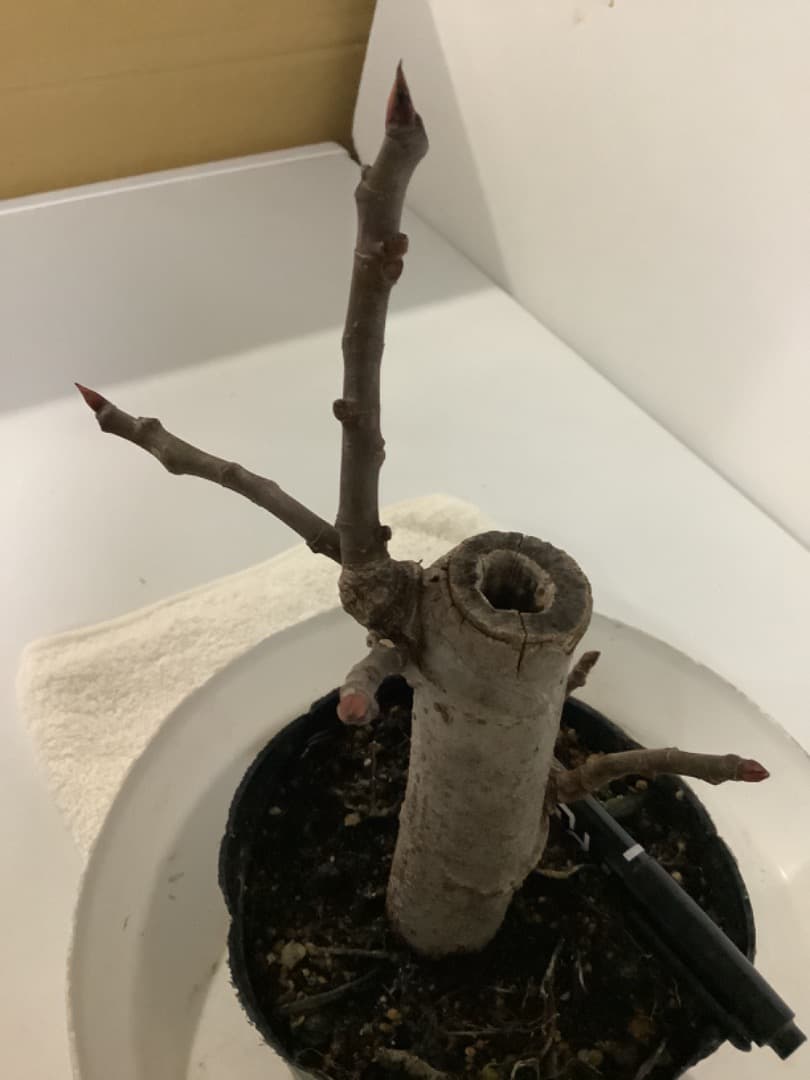 ビオレソリエス(黒いダイヤ)イチジク苗【現品】