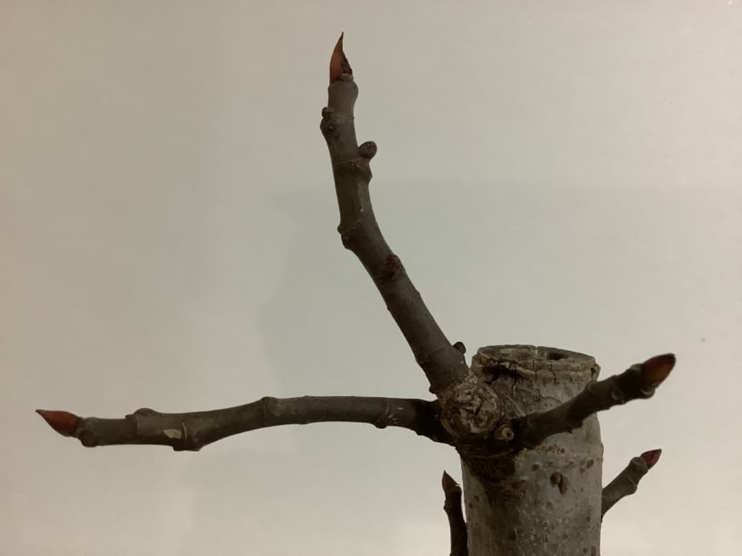 ビオレソリエス(黒いダイヤ)イチジク苗【現品】