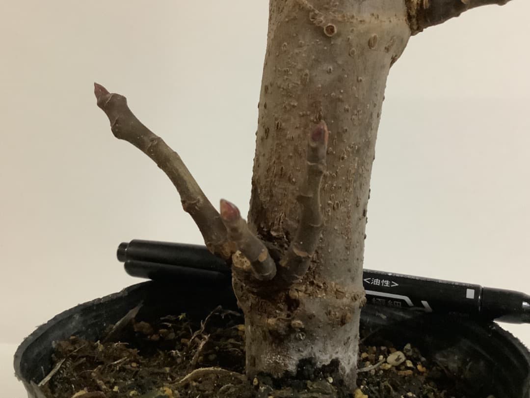 ビオレソリエス(黒いダイヤ)イチジク苗【現品】