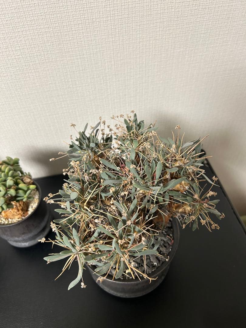 バラ売可　ユーフォルビオイデス　ピグマエア　ムルチ※カタチ製作所渋谷英一おまけ付