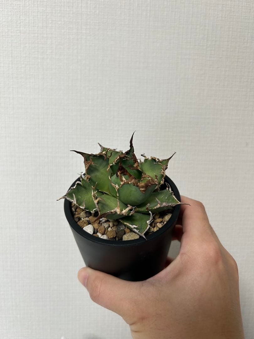 バラ売可　ユーフォルビオイデス　ピグマエア　ムルチ※カタチ製作所渋谷英一おまけ付