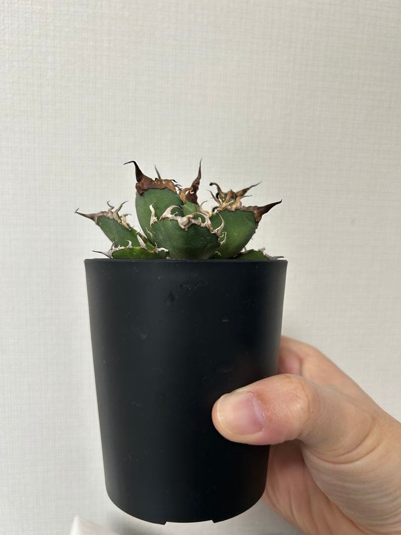 バラ売可　ユーフォルビオイデス　ピグマエア　ムルチ※カタチ製作所渋谷英一おまけ付