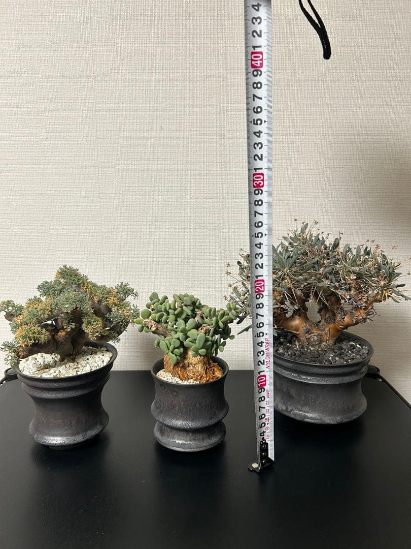 バラ売可　ユーフォルビオイデス　ピグマエア　ムルチ※カタチ製作所渋谷英一おまけ付