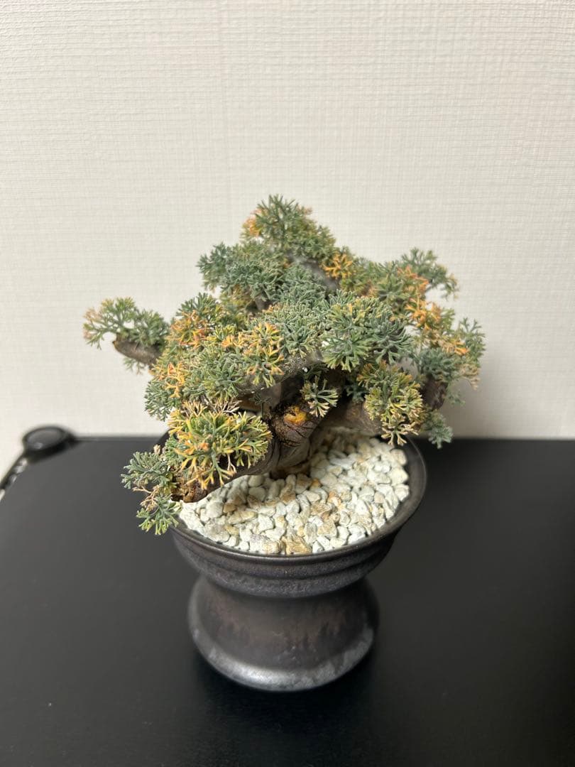 バラ売可　ユーフォルビオイデス　ピグマエア　ムルチ※カタチ製作所渋谷英一おまけ付