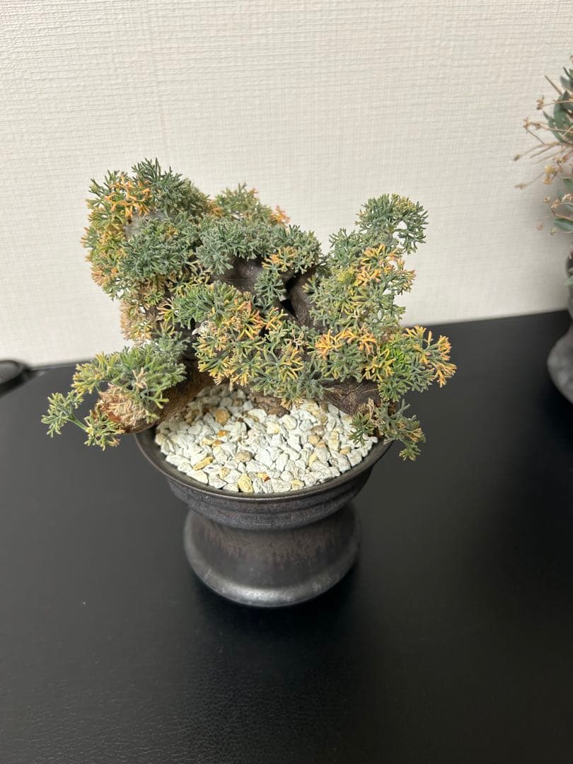 バラ売可　ユーフォルビオイデス　ピグマエア　ムルチ※カタチ製作所渋谷英一おまけ付