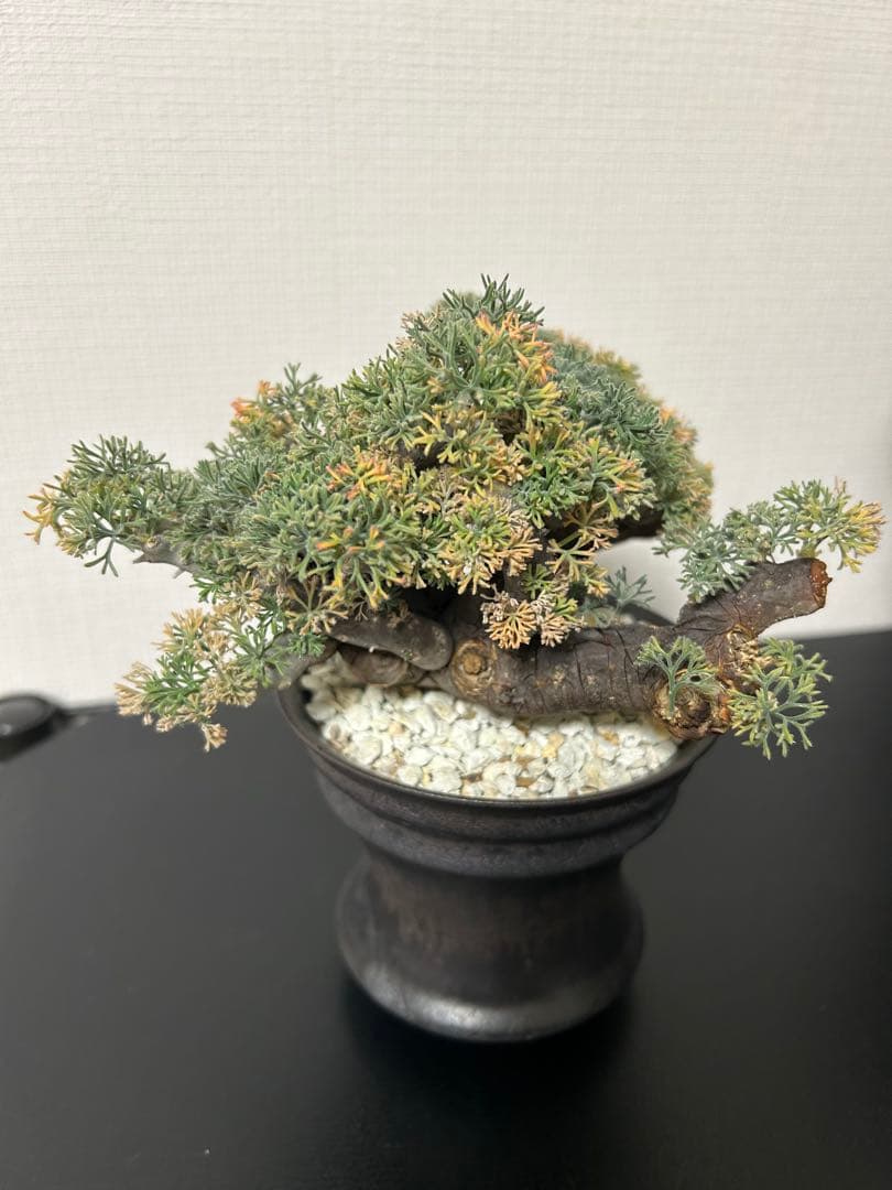 バラ売可　ユーフォルビオイデス　ピグマエア　ムルチ※カタチ製作所渋谷英一おまけ付