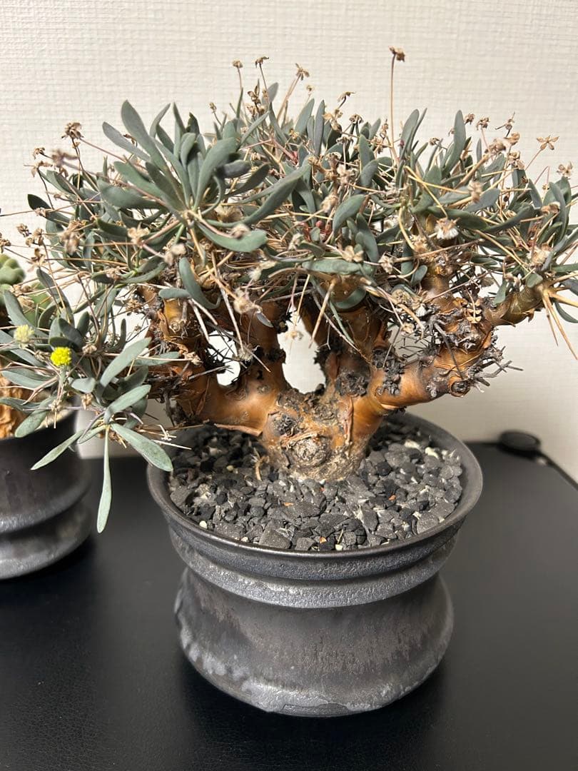 バラ売可　ユーフォルビオイデス　ピグマエア　ムルチ※カタチ製作所渋谷英一おまけ付