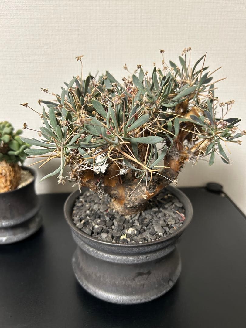 バラ売可　ユーフォルビオイデス　ピグマエア　ムルチ※カタチ製作所渋谷英一おまけ付