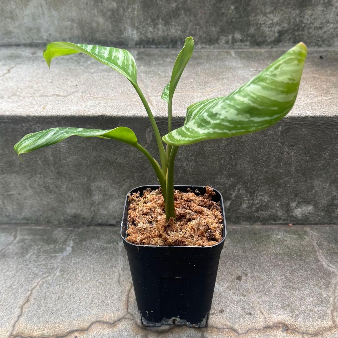 アグラオネマ ニティドゥム カーティシー 観葉植物 LEON レオン 28