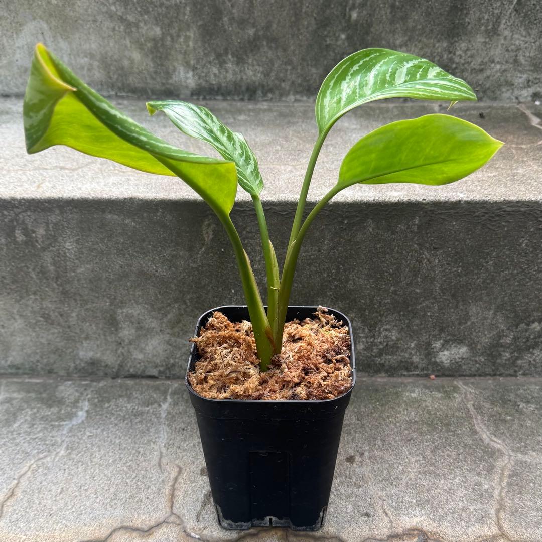 アグラオネマ ニティドゥム カーティシー 観葉植物 LEON レオン 28