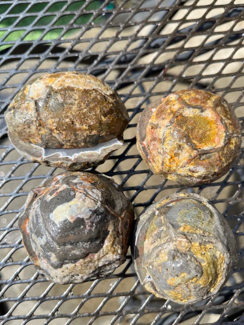 サンダーエッグ　ハーフカット　4個セット