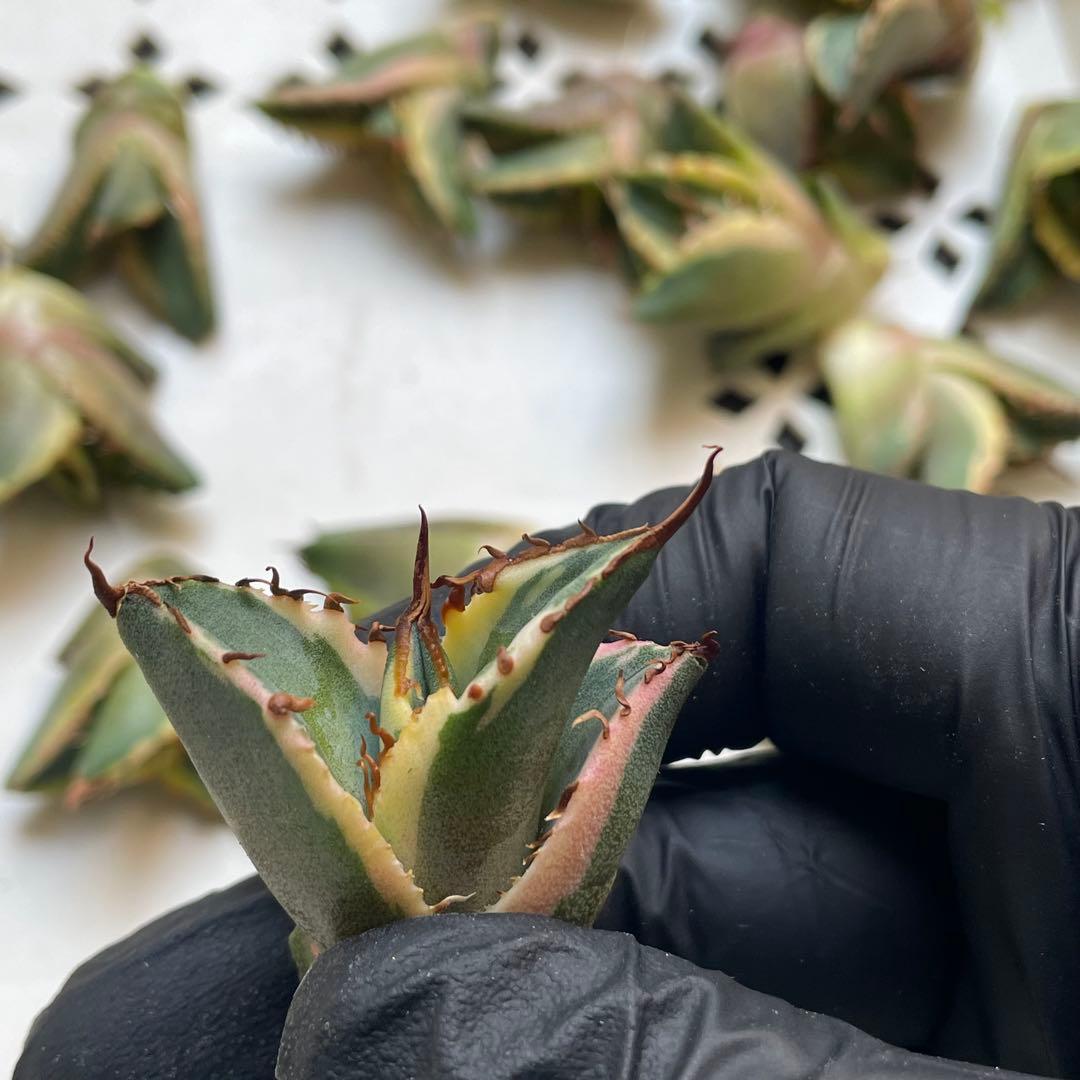 多肉植物 アガベ　チタノタ　夕映 覆輪錦 子株 28株同梱