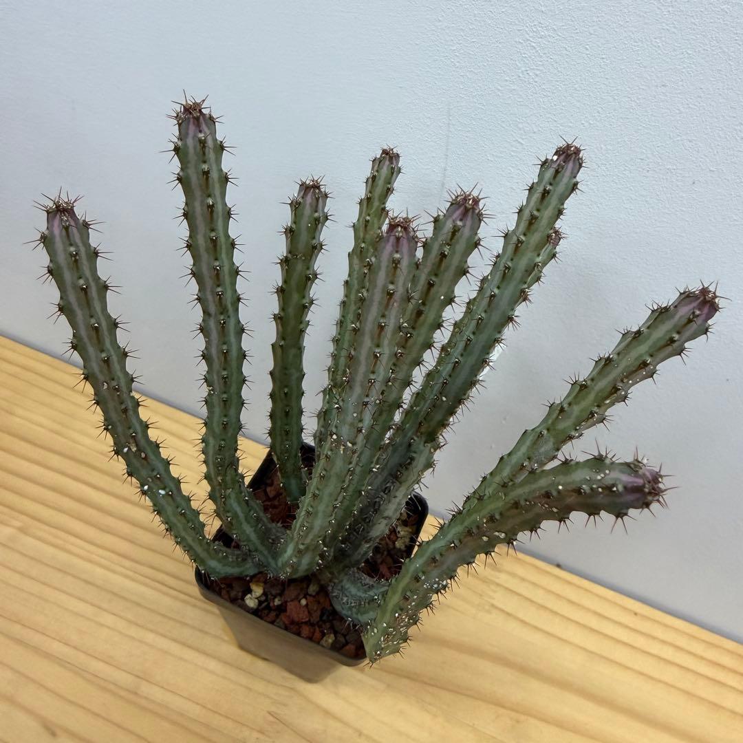 ユーフォルビア　ロウウィー　希少