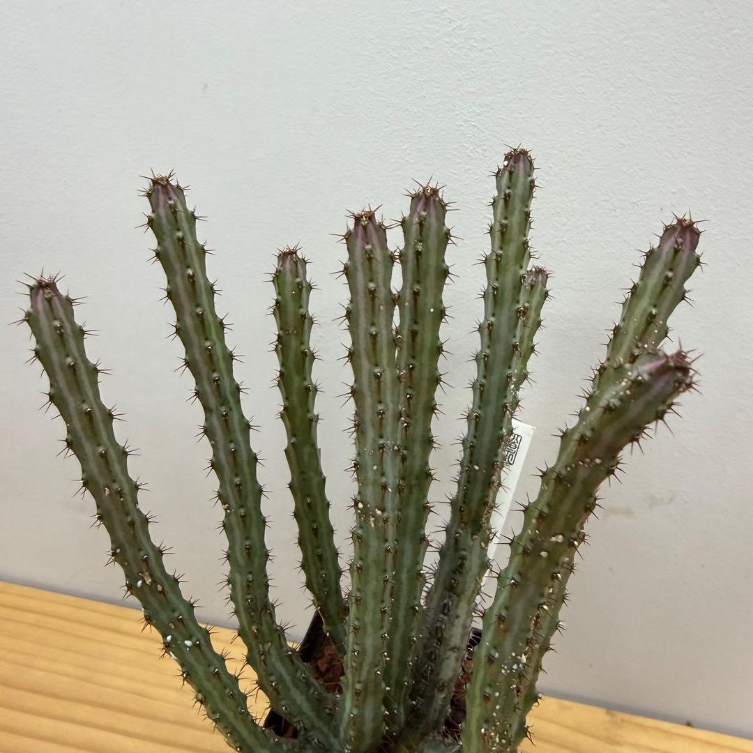 ユーフォルビア　ロウウィー　希少