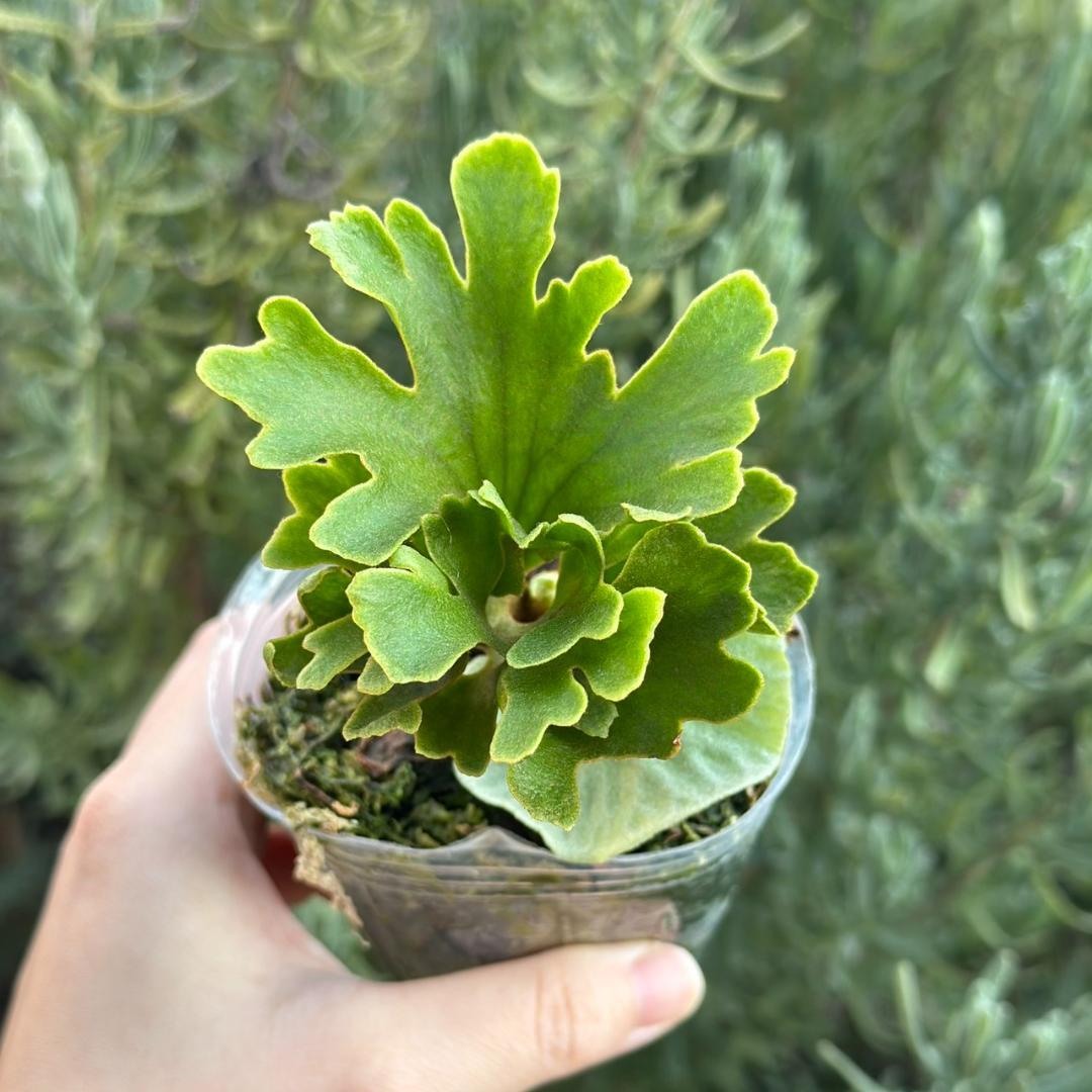 ビカクシダ P.ridleyi dwarf silver 425