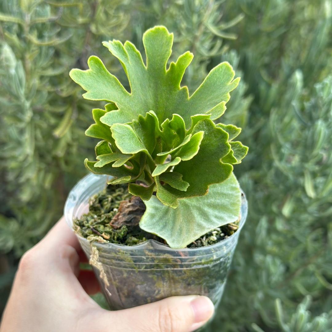 ビカクシダ P.ridleyi dwarf silver 425