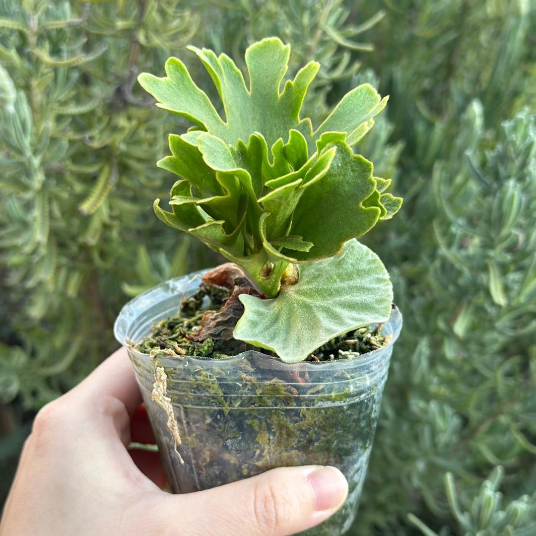 ビカクシダ P.ridleyi dwarf silver 425