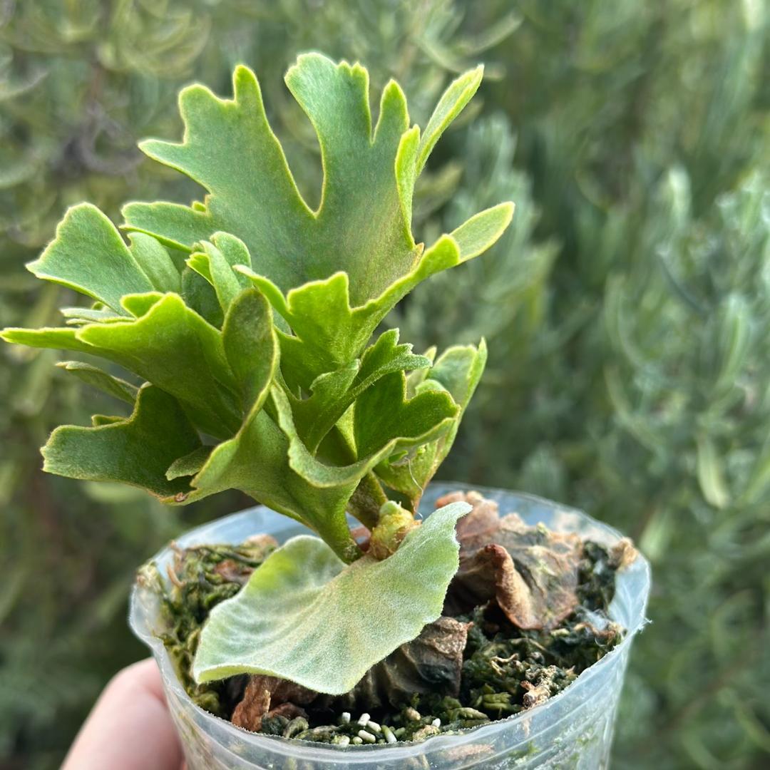 ビカクシダ P.ridleyi dwarf silver 425