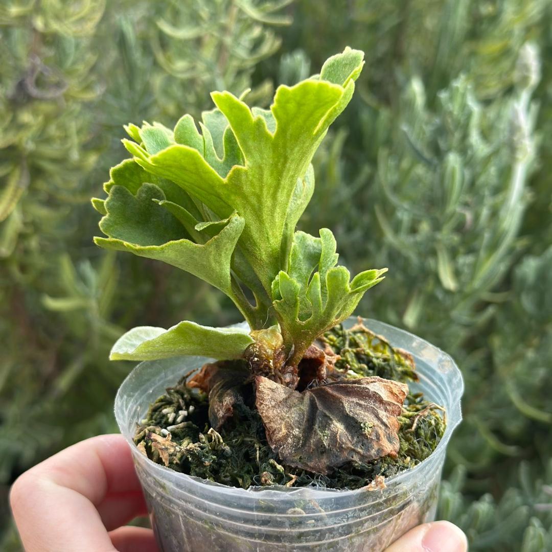 ビカクシダ P.ridleyi dwarf silver 425