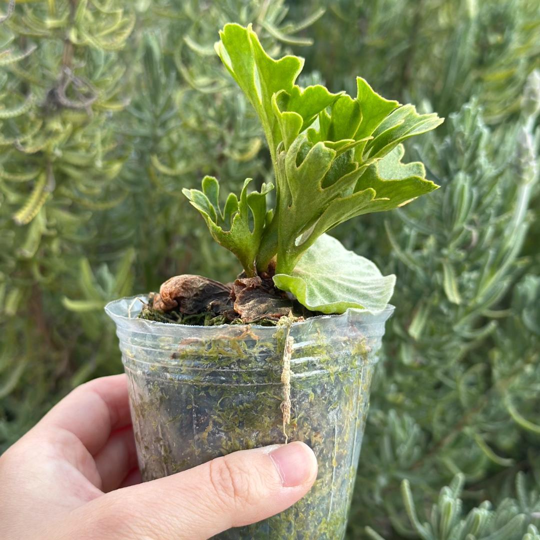 ビカクシダ P.ridleyi dwarf silver 425