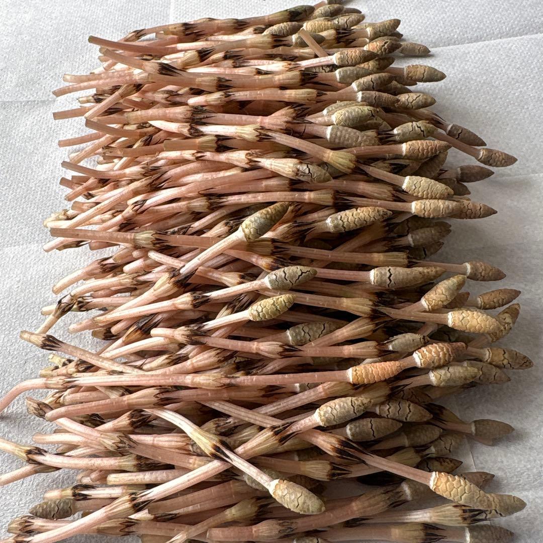 売り切れ！！！本日！採れたて♪旬　つくし　200g