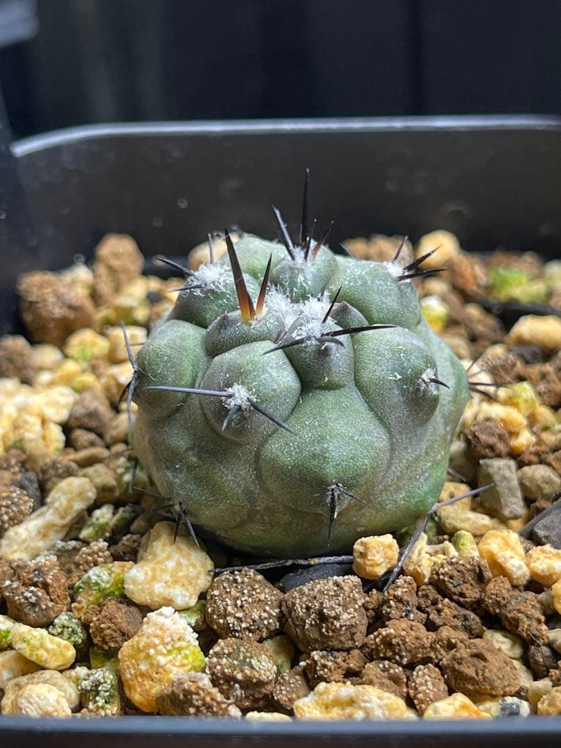 EMP コピアポア 黒王丸 実生 / CT595