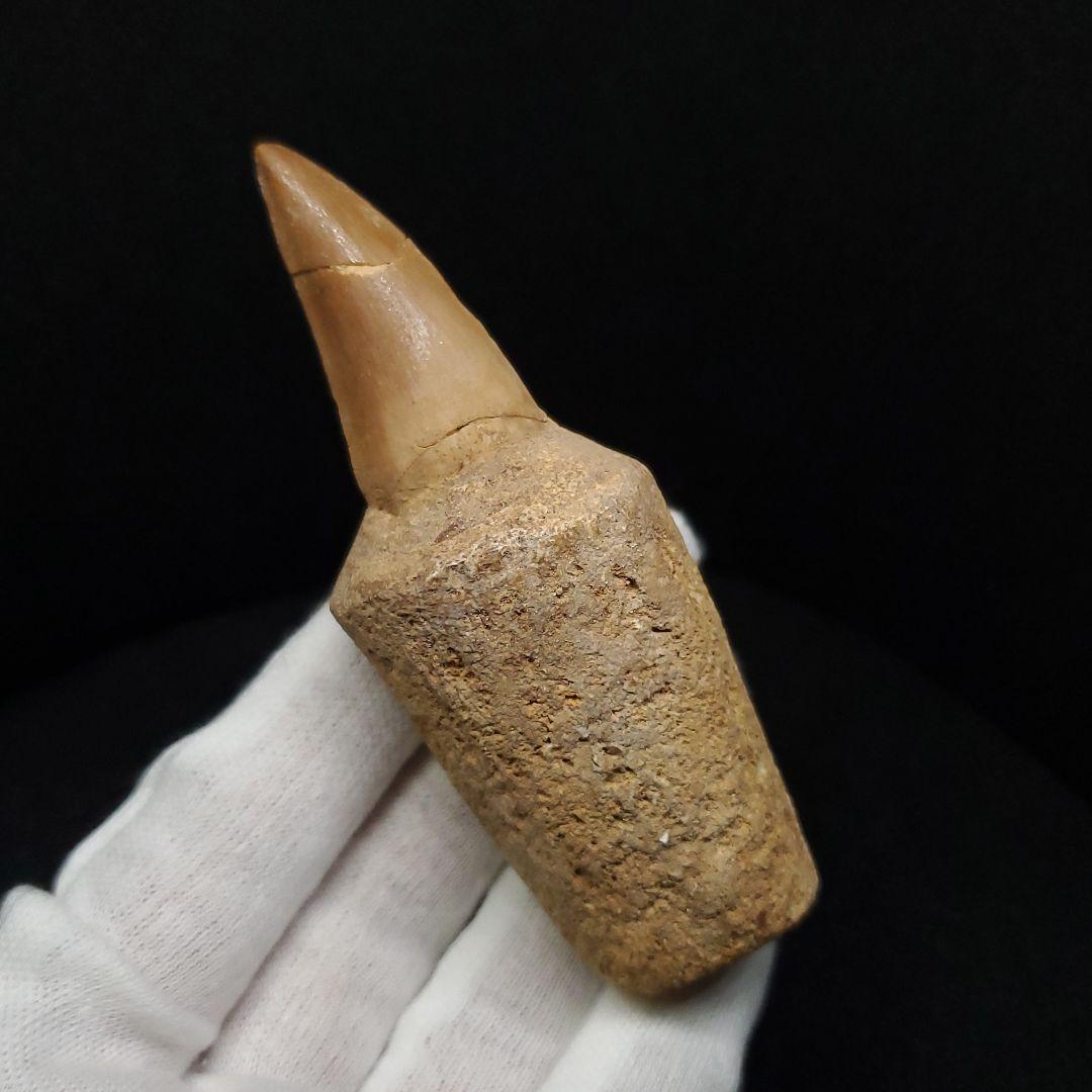 歯根付き モササウルス 化石 歯 本物 モロッコ産 87.89mm mos148