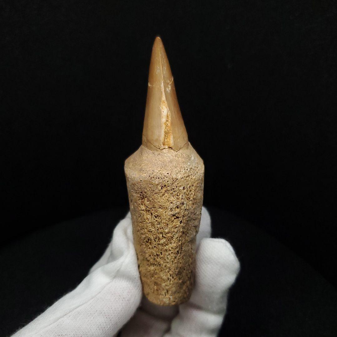 歯根付き モササウルス 化石 歯 本物 モロッコ産 87.89mm mos148