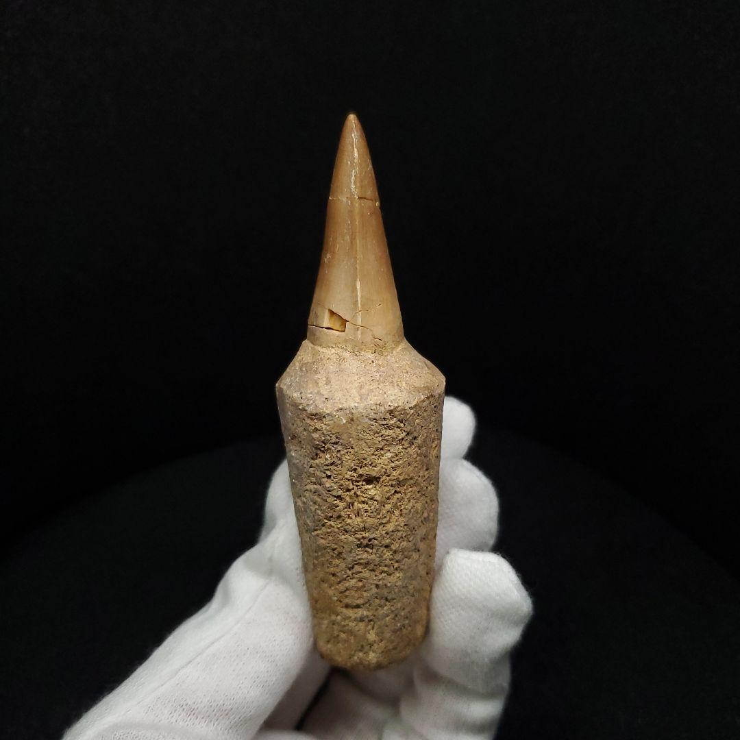 歯根付き モササウルス 化石 歯 本物 モロッコ産 87.89mm mos148