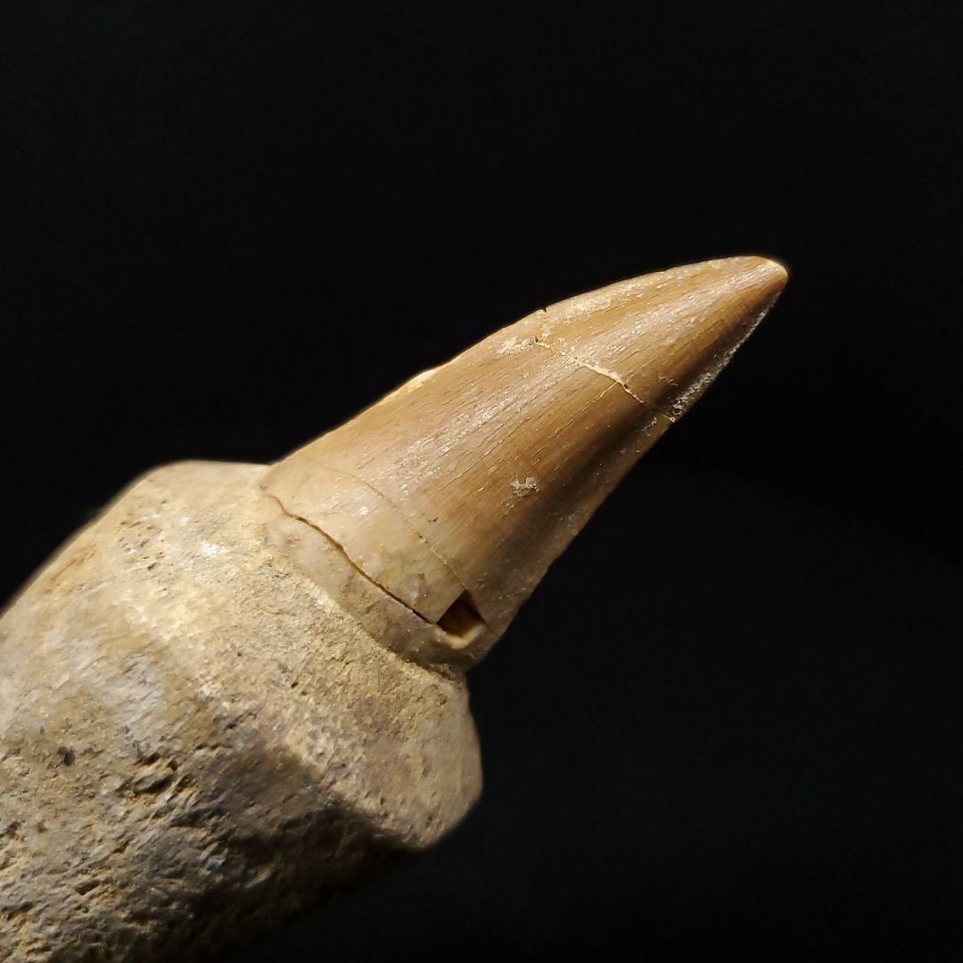 歯根付き モササウルス 化石 歯 本物 モロッコ産 87.89mm mos148