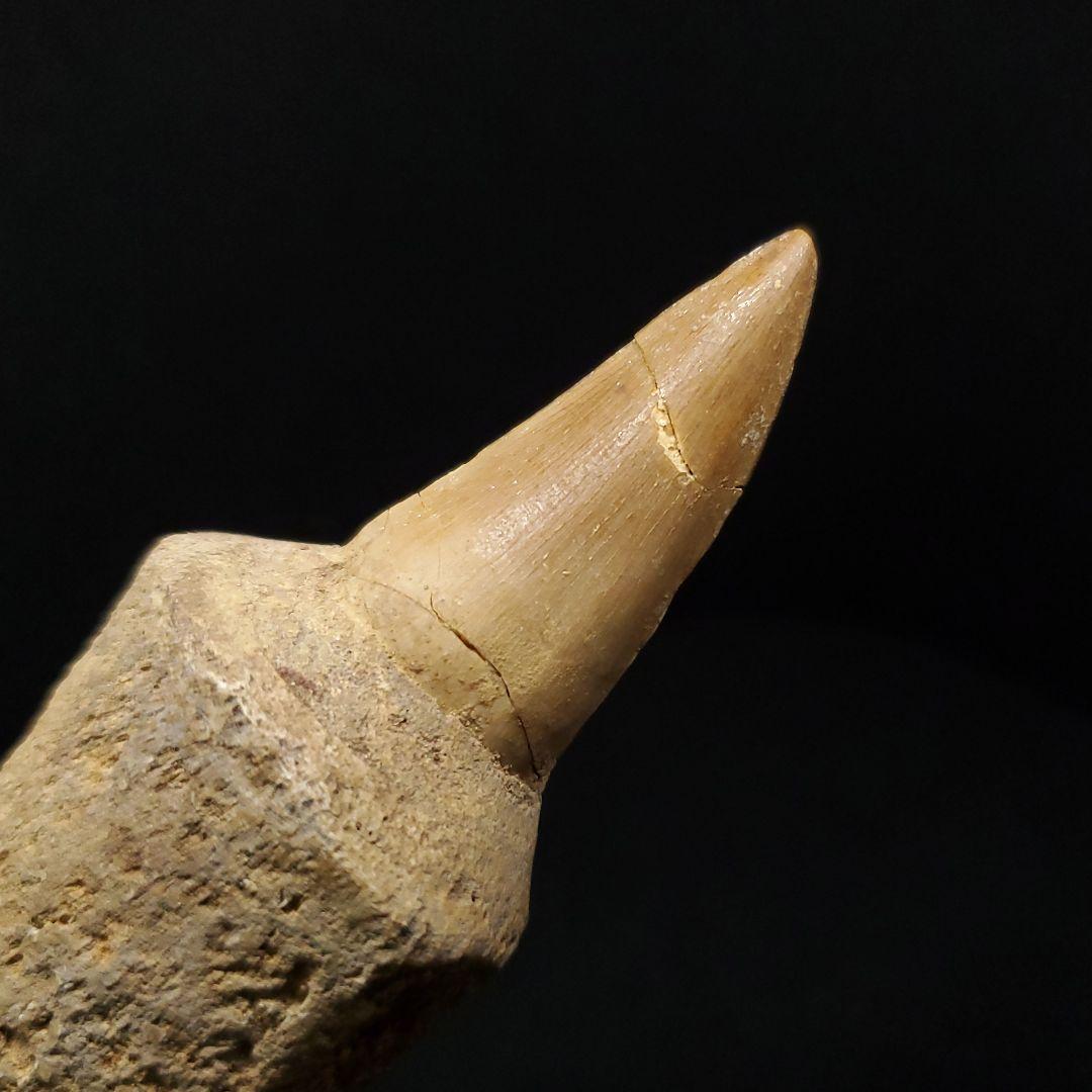 歯根付き モササウルス 化石 歯 本物 モロッコ産 87.89mm mos148
