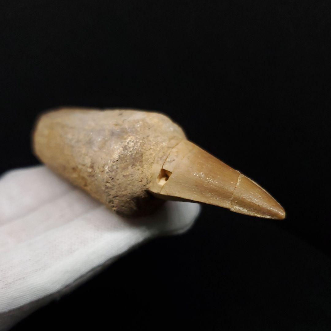 歯根付き モササウルス 化石 歯 本物 モロッコ産 87.89mm mos148