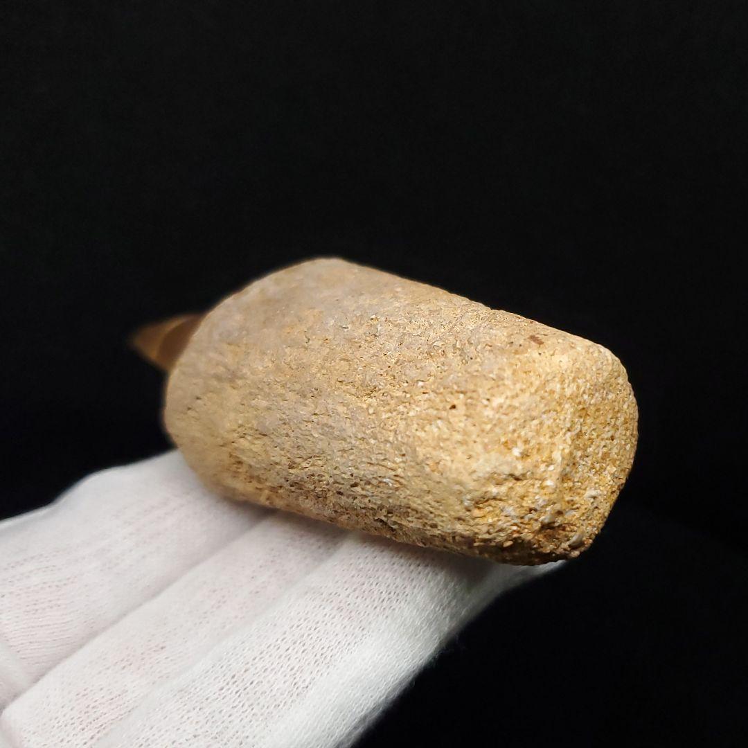 歯根付き モササウルス 化石 歯 本物 モロッコ産 87.89mm mos148