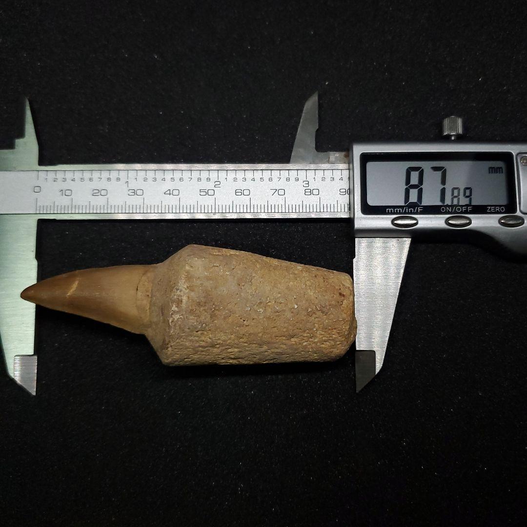 歯根付き モササウルス 化石 歯 本物 モロッコ産 87.89mm mos148