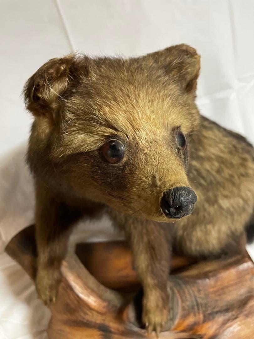 秀ちゃん　タヌキ剥製 木製台座付き