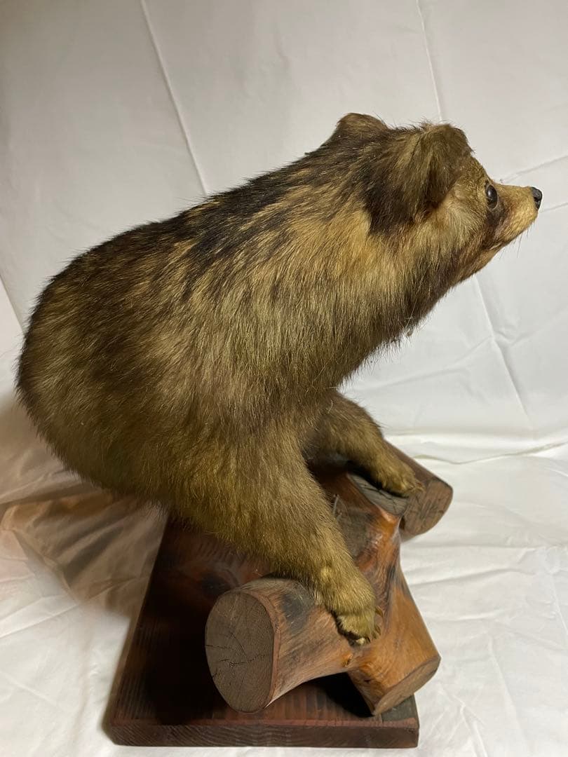 秀ちゃん　タヌキ剥製 木製台座付き