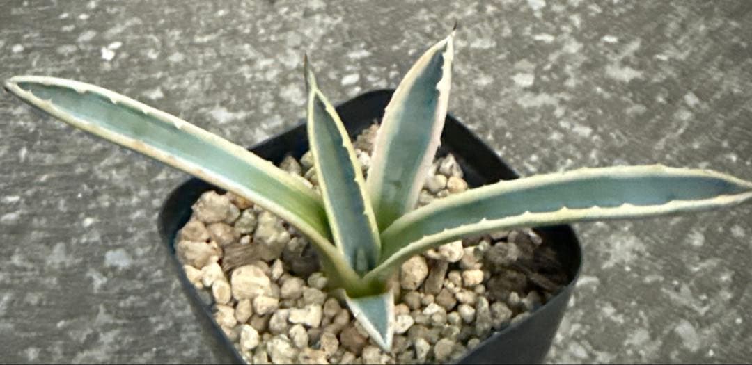 リップルエフェクト　サルミアナ　アガベ　発根済み