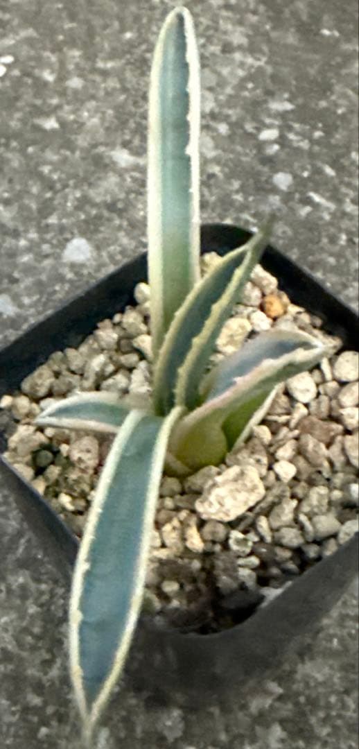 リップルエフェクト　サルミアナ　アガベ　発根済み