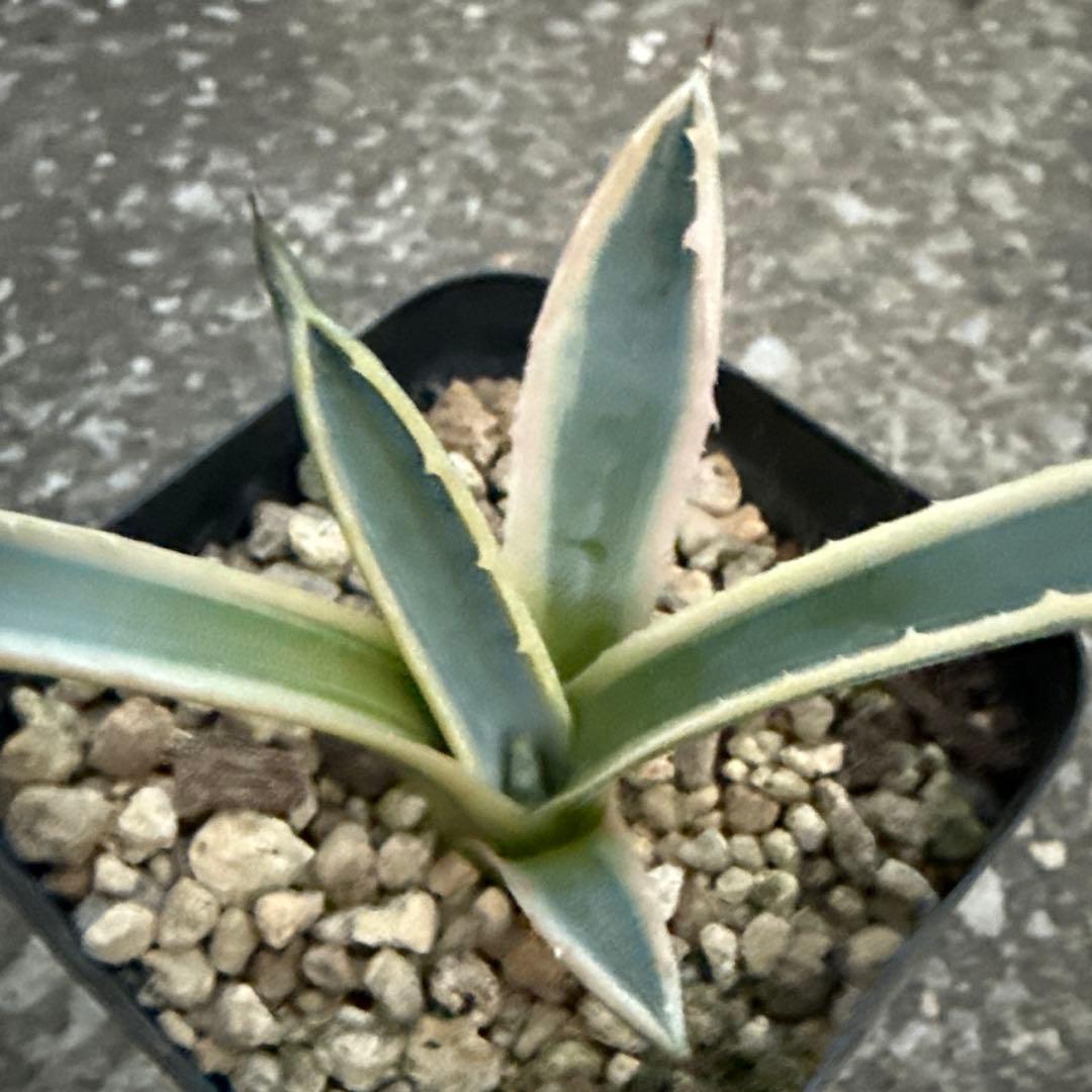 リップルエフェクト　サルミアナ　アガベ　発根済み