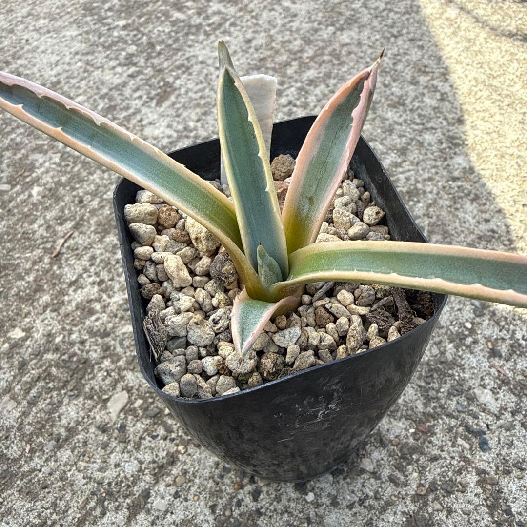 リップルエフェクト　サルミアナ　アガベ　発根済み