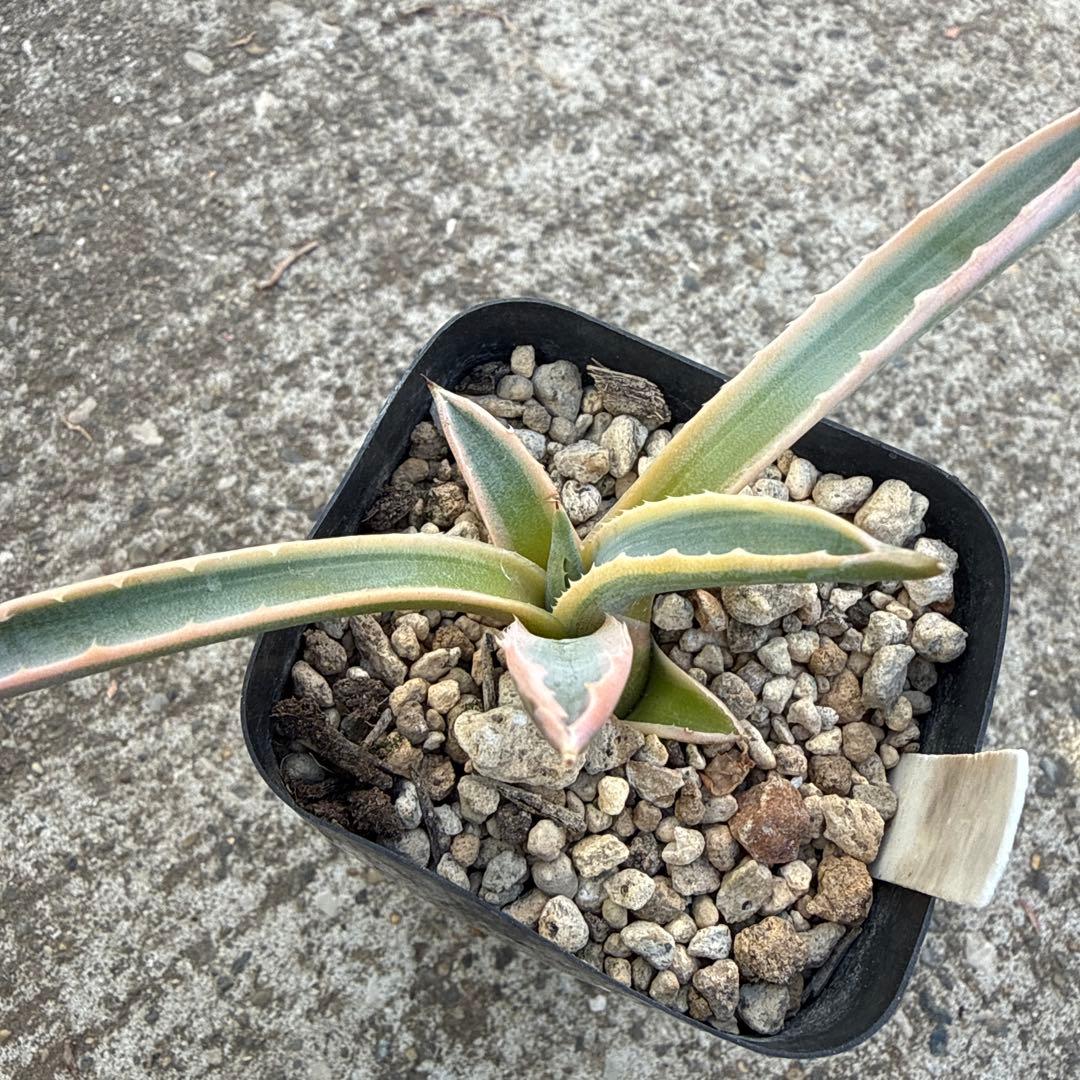 リップルエフェクト　サルミアナ　アガベ　発根済み