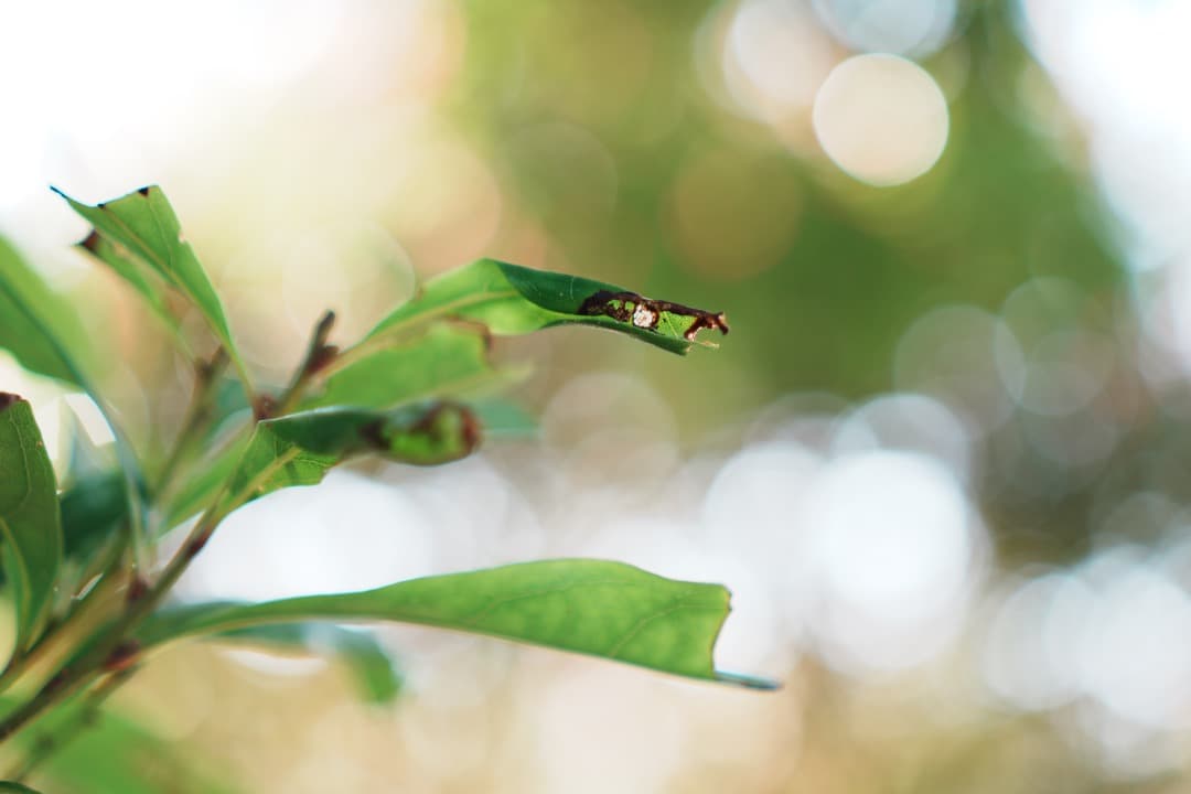 【極美品】動作◎ SONY E 35mm F1.8 OSS 単焦点 987