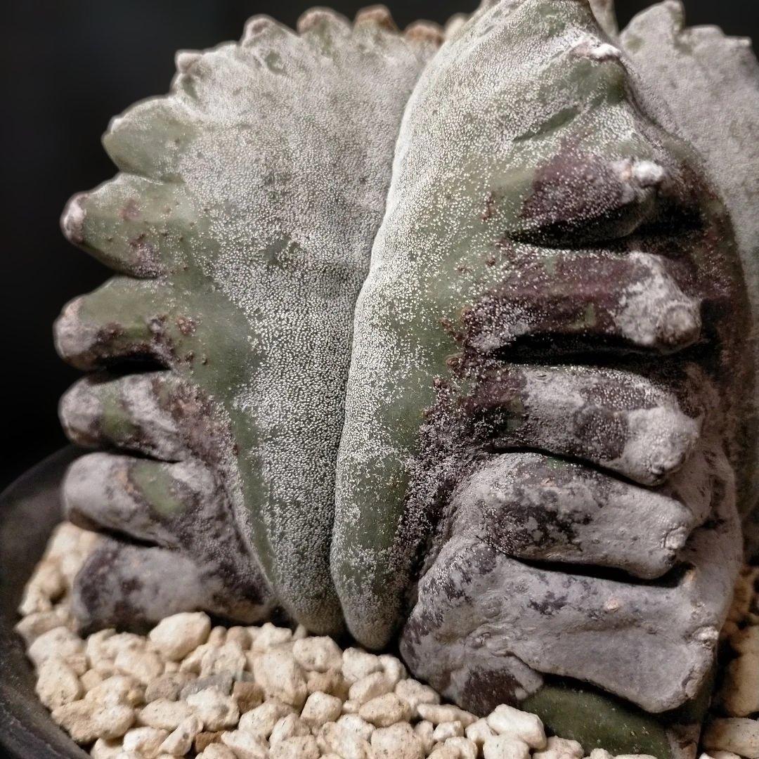 アストロフィツム 亀甲鸞鳳玉 6号 特選 ランポー玉 兜 般若 大鳳玉 群鳳玉