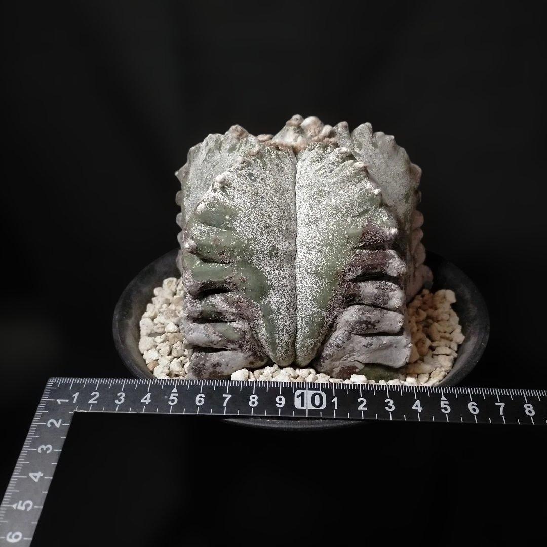 アストロフィツム 亀甲鸞鳳玉 6号 特選 ランポー玉 兜 般若 大鳳玉 群鳳玉