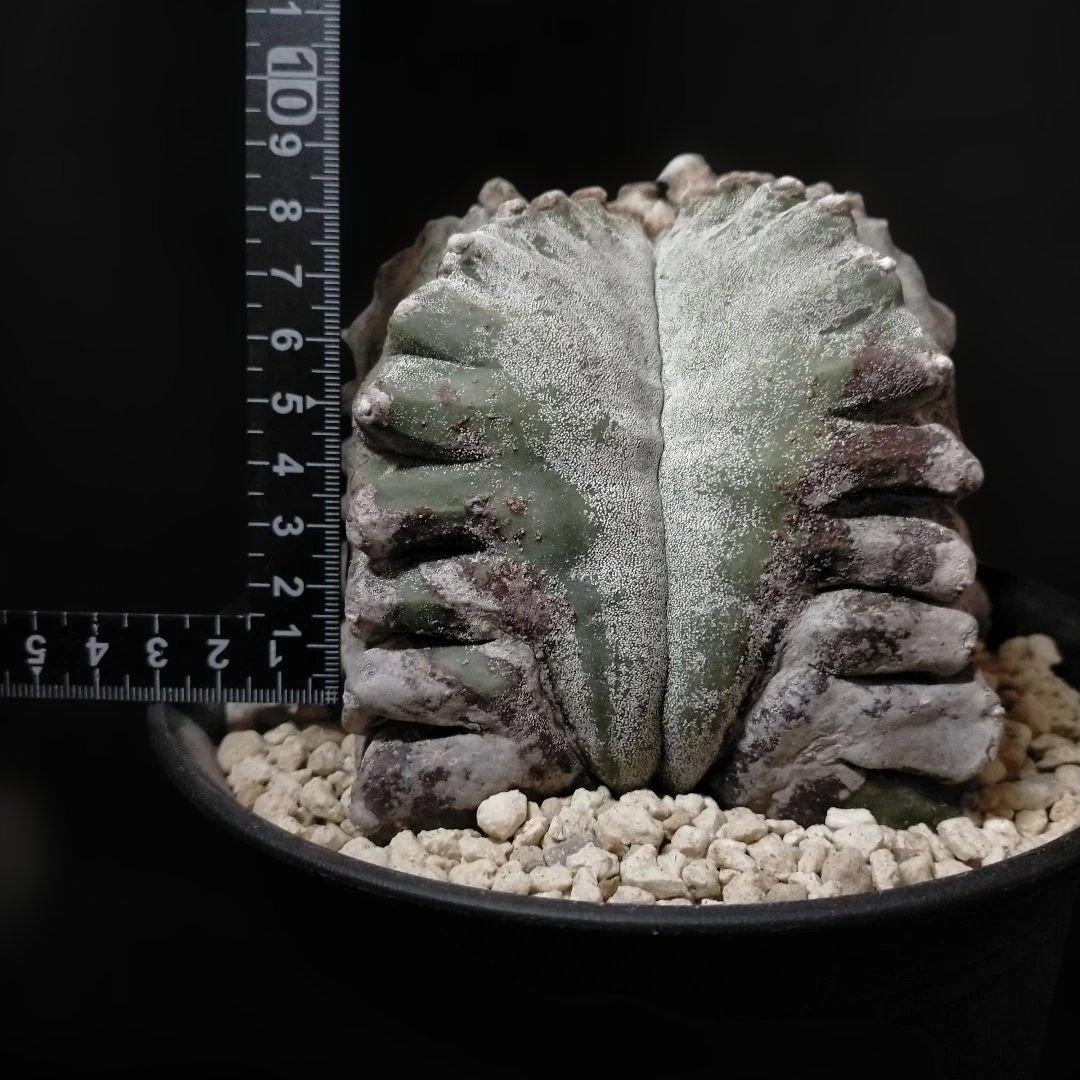 アストロフィツム 亀甲鸞鳳玉 6号 特選 ランポー玉 兜 般若 大鳳玉 群鳳玉