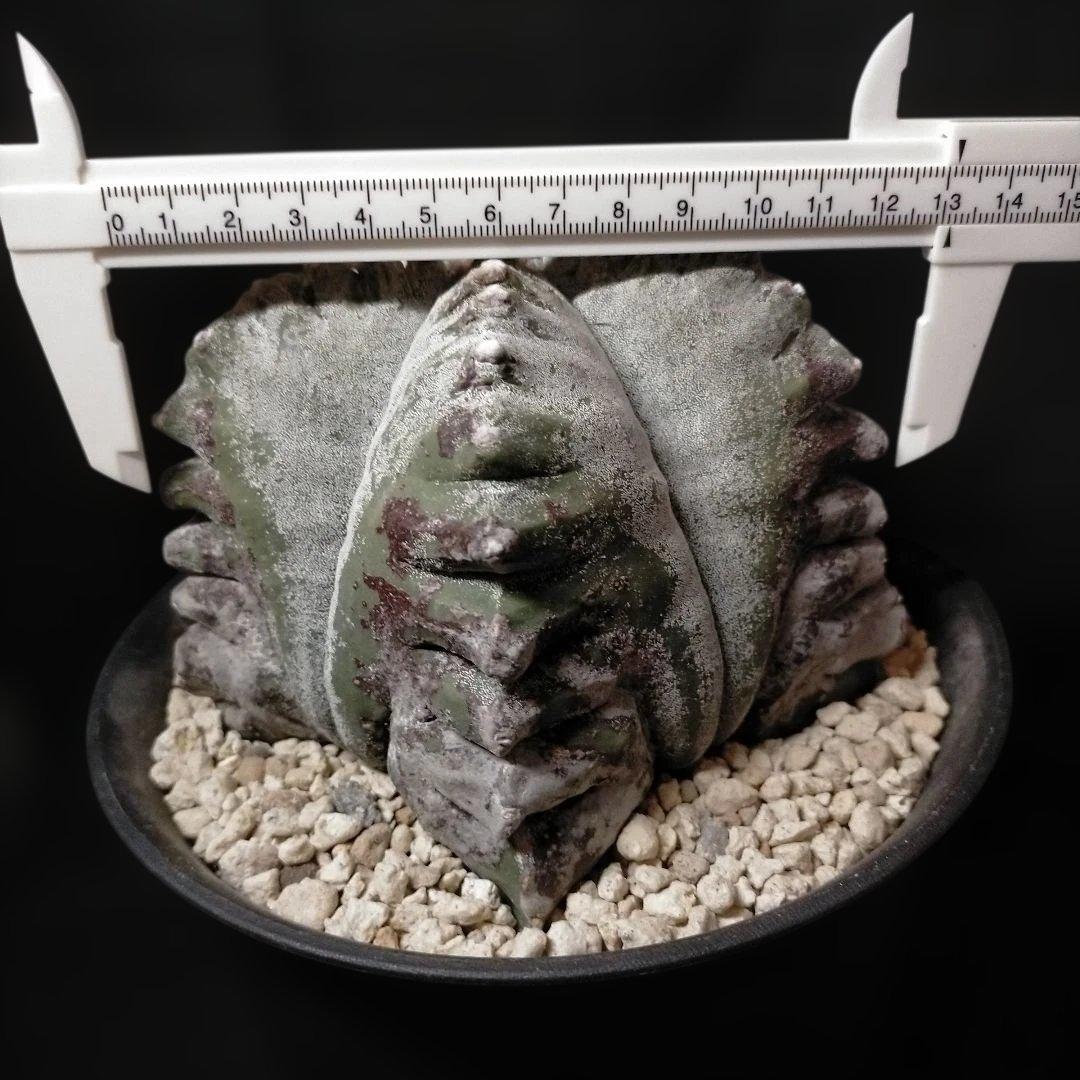 アストロフィツム 亀甲鸞鳳玉 6号 特選 ランポー玉 兜 般若 大鳳玉 群鳳玉