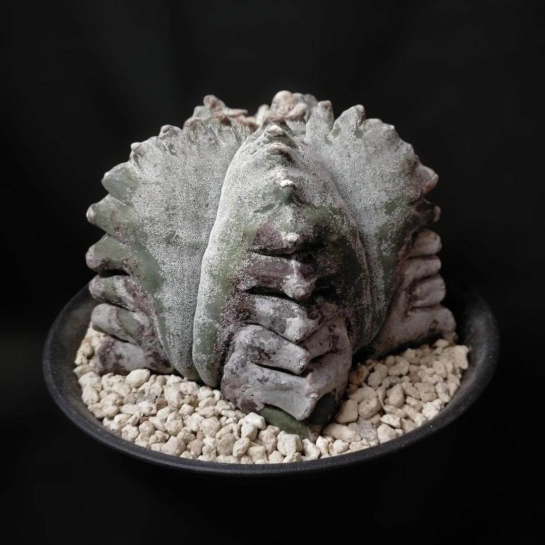 アストロフィツム 亀甲鸞鳳玉 6号 特選 ランポー玉 兜 般若 大鳳玉 群鳳玉