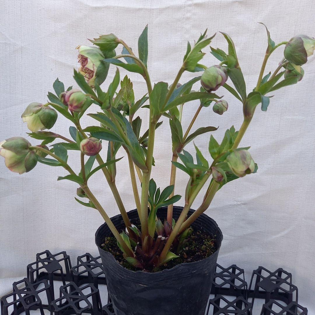 専用、まん丸コロコロ多弁、クリスマスローズ、大苗、開花株