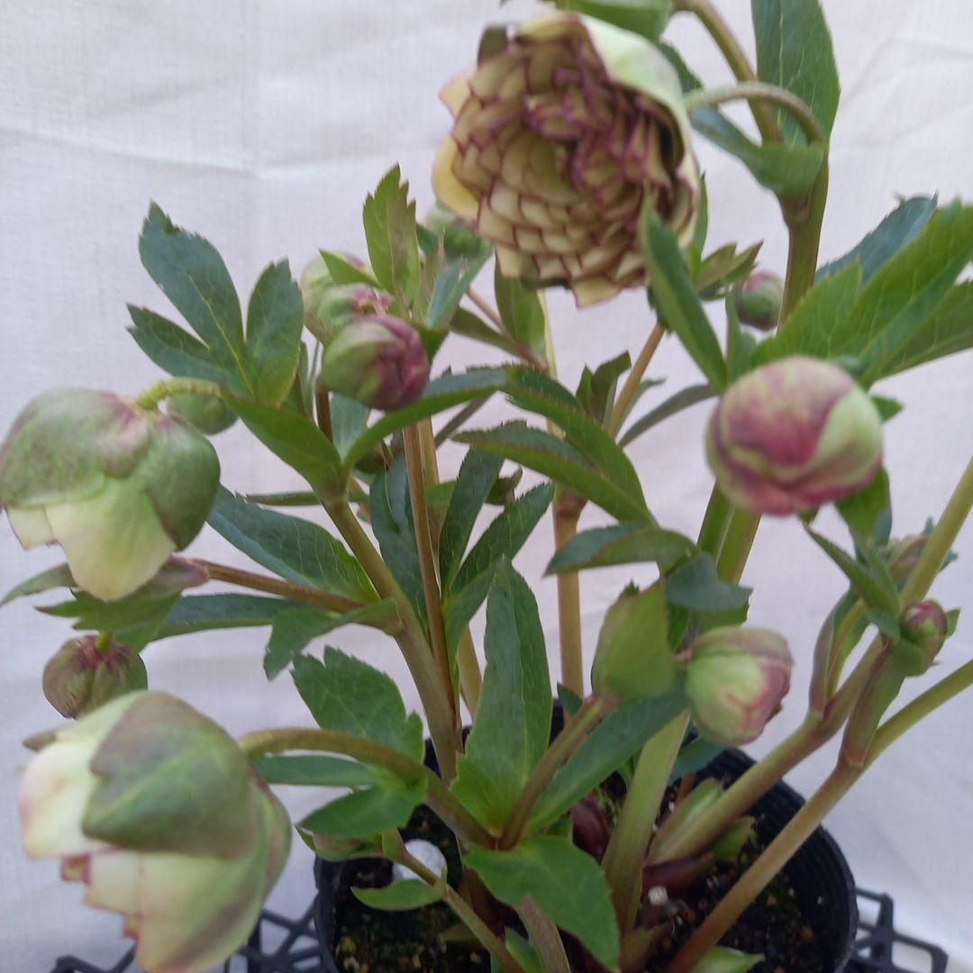 専用、まん丸コロコロ多弁、クリスマスローズ、大苗、開花株